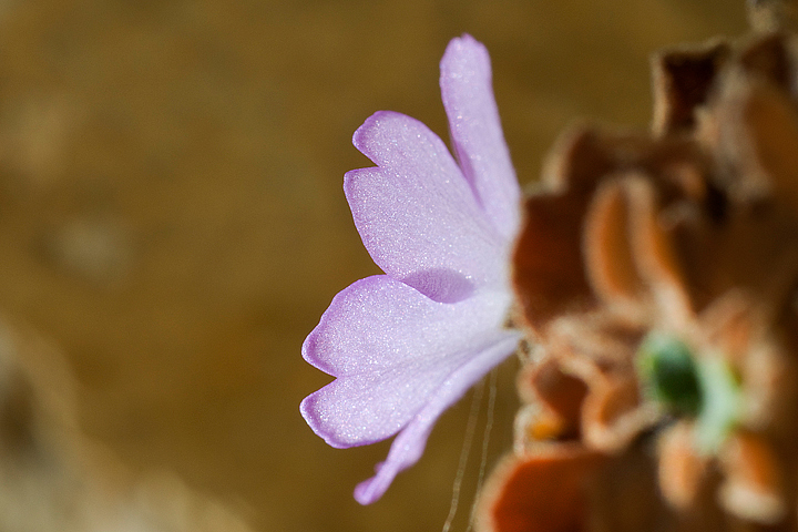 Primula allionii, di Allioni, primula rara, fiori di montagna